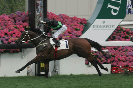 The Finish - champion, quarter horse, racing, cigar