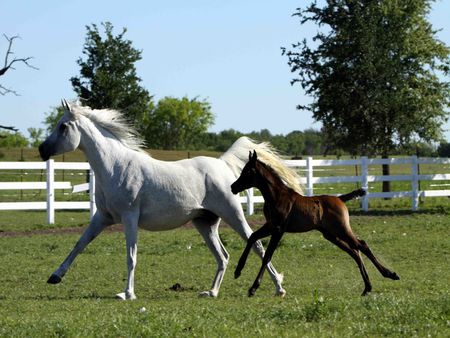 mom & baby - trees, horses, land, grass, farm, sky, animals