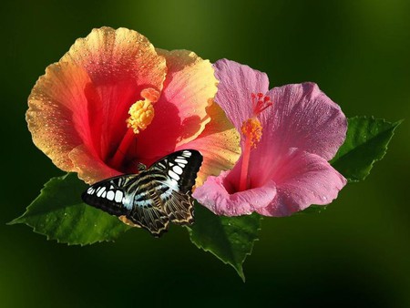 Hibiscus Colour - blooms, yellow, colour, flower, pink, leaves, bloom, tropical, red, butterfly