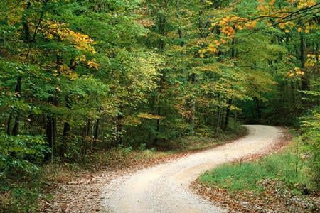 road through woods - outdoors, trees, road, woods