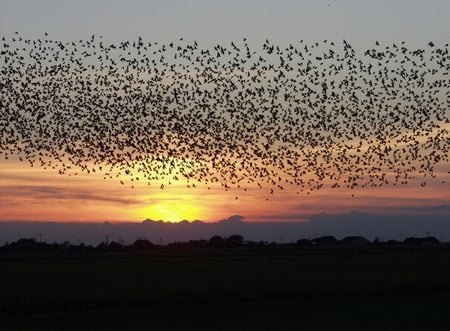 Migration - migration, sky, yellow, dark, sunset, birds