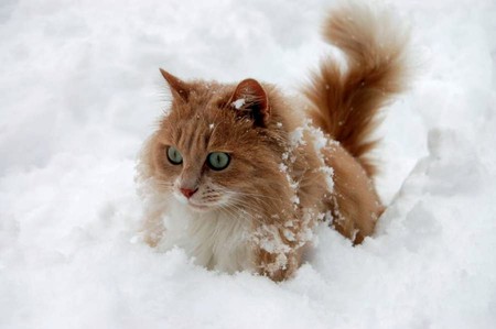 Cat in Snow - beautiful, cat, in snow, picture