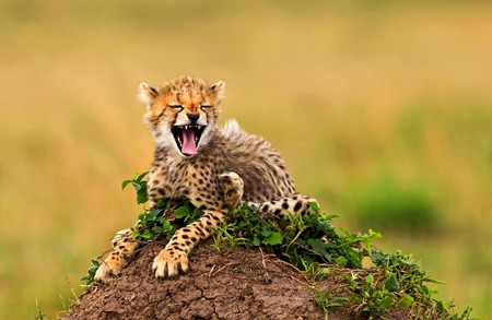 Little Cheetah - cheetah, cute, little, picture