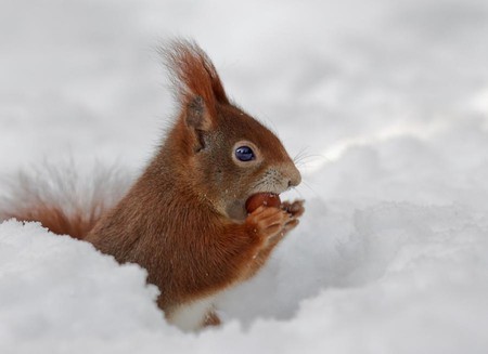 Squirrel in Snow - in snow, cute, squirrel, picture