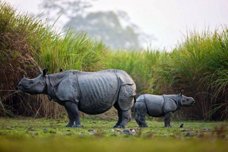 Rhino w Kid - rhino, cool, picture, kid