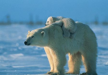 Mommy, take me for a ride - polar cub, snow, bear, family, mom, artic