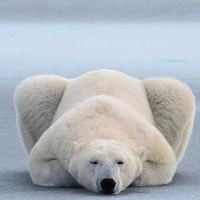 Polar bear resting