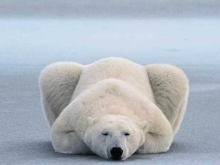 Polar bear resting - artic, bear, polar, snow