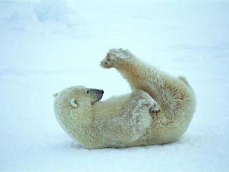 Polar bear stretching - artic, bear, polar, snow