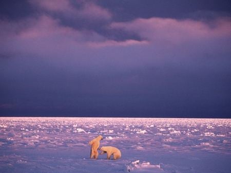 Polar bears playing - artic, bear, polar, play, snow