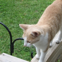 outside kitty cat