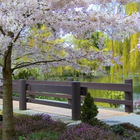 Spring-in-Vancouver