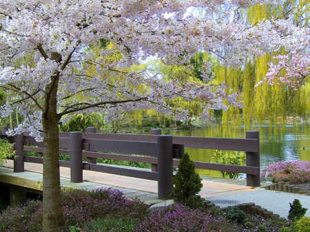 Spring-in-Vancouver - flowers, picture, beautiful, vancouver, spring