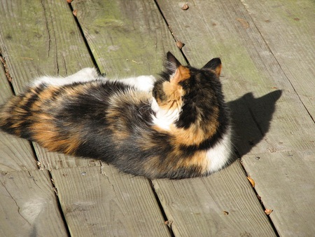 don't bug me - quiet, fluffy, sunny, calico, shadow