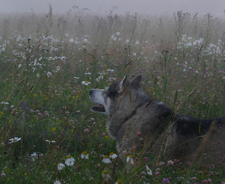 Foggy morning - morning, wolf, meadow, foggy