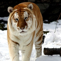 SNOW TIGER