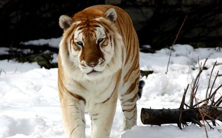 SNOW TIGER - snow, winter, animal, tiger, snow tiger