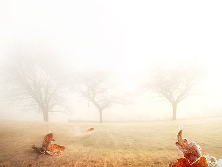 country mist - leafs, trees, fog, road, landscape