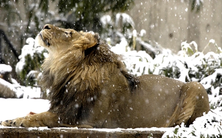 KING ENJOYS THE SNOW - mane, winter, king, enjoys, snow, lion, snow fall