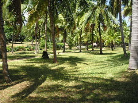 Kenyan Palms - trunk, trees, grass, leaves, path, fronds, nature, palm trees, plants, hut, kenya, sky, bridge