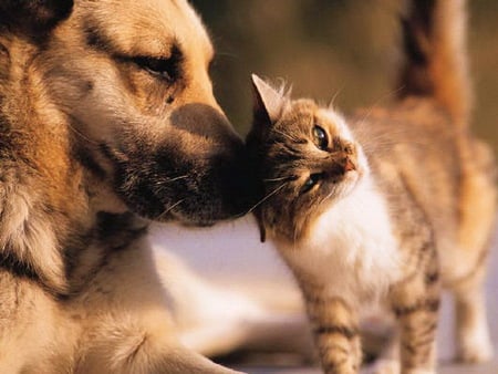 best friends - kitten, funny, cute, dog, lovely, kitty