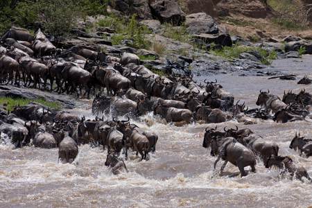 Wildebeest Migration, Africa