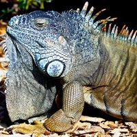 Motionless Iguana