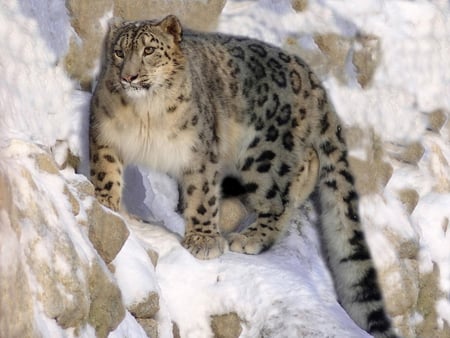 snow leopard - leopard, funny, cute, snow, lovely