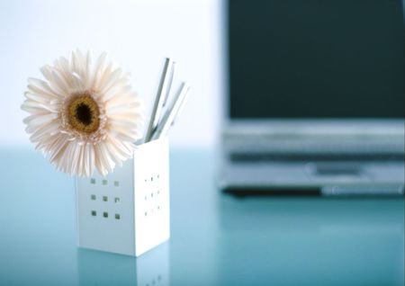 just nice - simply, nice, flower, gerbera