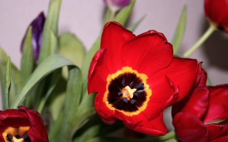 Tulip - red, beautiful, flowers, tulip, nature