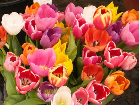 summer delight - delight, tulips, summer, colourful