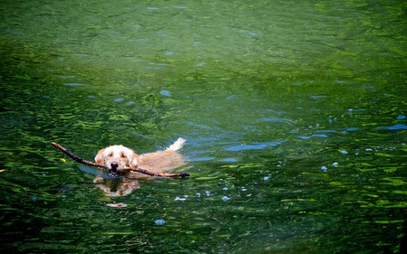 Swimming Dog - lake, animals, dogs, happy, swimming