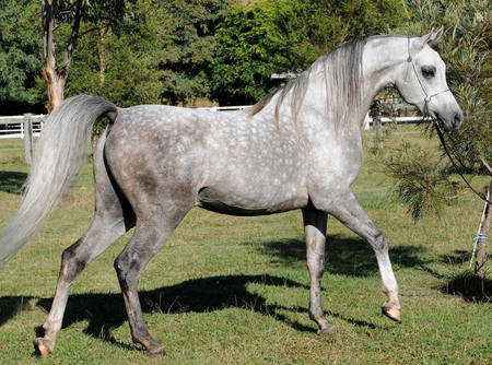 Zanadik - horses, dappled, grey, oriental, arabian