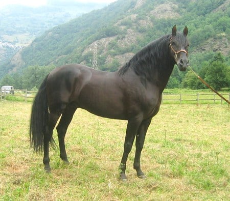 Dakota - horses, andalusian, black, spanish