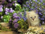 Sweet kitten in garden