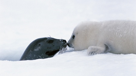 Sweet seal love - animal, snow, kiss, love, seal