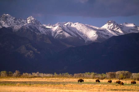 grazing_bison_sangre_de_cristo_range_colorado - field, colorado, bison, mountain