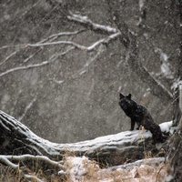 Black Fox in forest