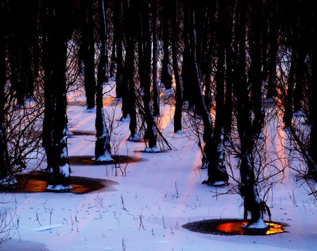 Spots in the forest - trees, winter, snow, landscape, beauty, sesons, popular, black, forests, white, nature, spots, sun