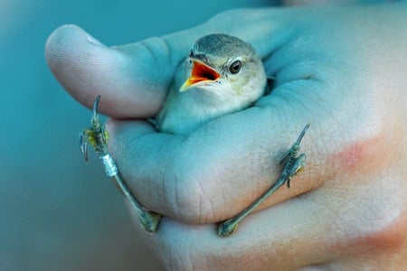 Let me go! - help, hand, beautiful, animals, sweet, cute, birds