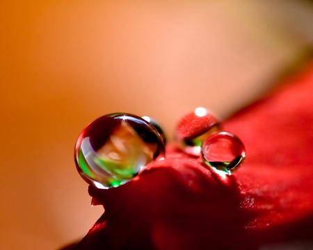 waterdrop on flower for my friend 5ayshooooom - closeup, reflection, beautiful, waterdrop, red flower