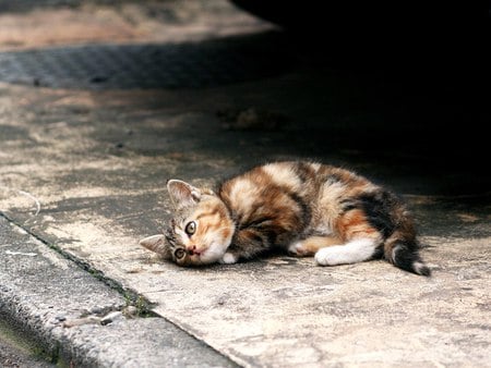 pretty kitty for me - street, pretty, resting, brown white, tiger, cat, kitty