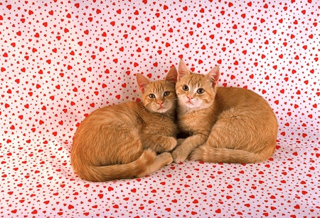 2 orange cats - animals, cool, cute, sweet, hearts, wild, adorable