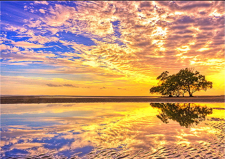 Sky paint - water, clouds, reflections, gold, coral, tree, sunset, blue