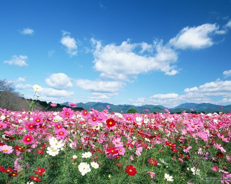 Blissful Summer Day - summer, mountains, clouds, beautiful, field, pink wildflowers, blue sky