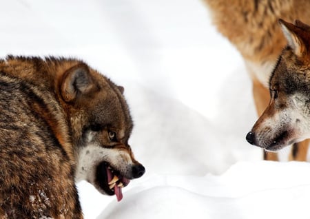 Growling Wolf - wolf, nature, animals, grow, snow