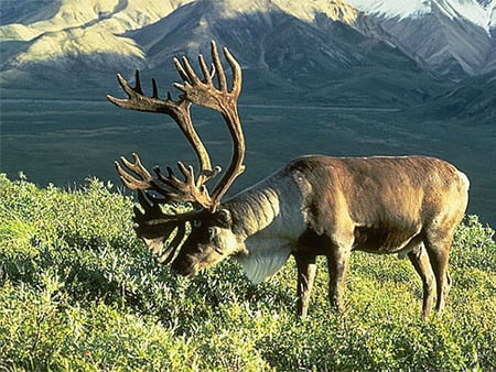 Rendier Alaska - nature, mountain, rendier, animal, alska, deer