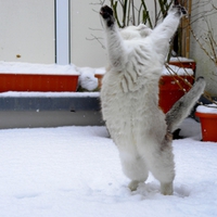 SNOW DANCER