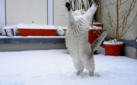 SNOW DANCER - ice, catching, snow flakes, cat, pots, winter, plants, snow, dancing