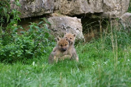 Artic wolf pups